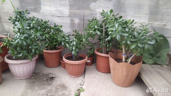 Цветок Толстянка или денежное дерево