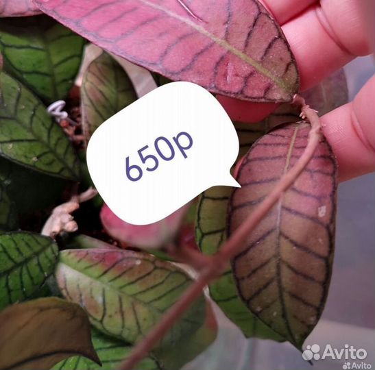 Хойя гудин гадинг