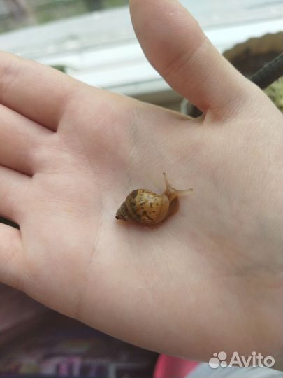 Улитки Ахатины маленькие