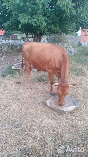 Корова дойная