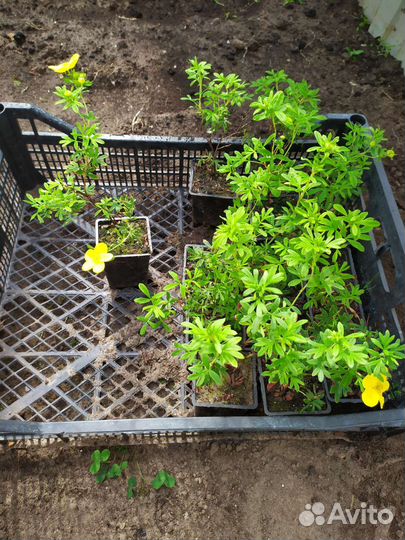 Лапчатка желтая