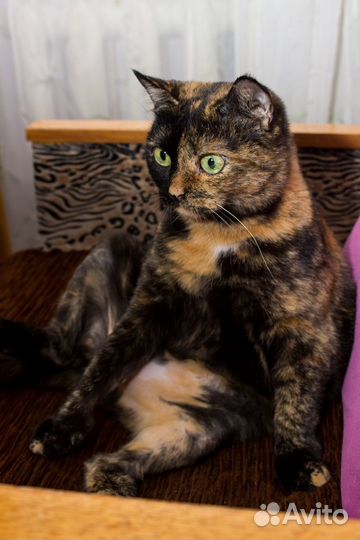 Чудо-женщина Петюня