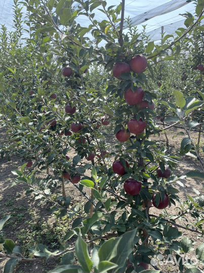 Яблоко Джаромини