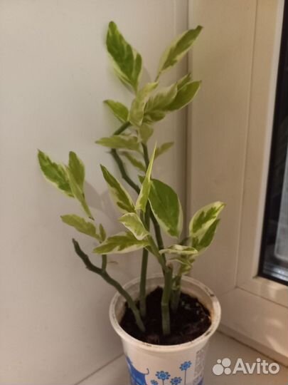 Педилантус