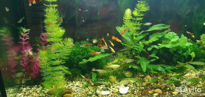 Аквариумные рыбки гуппи
