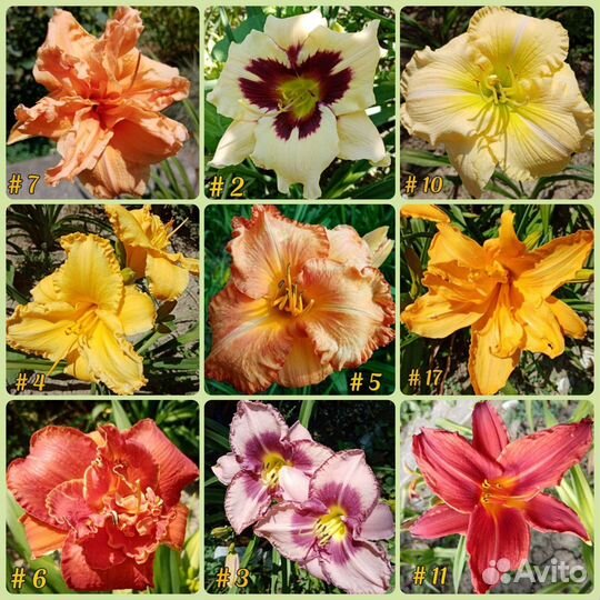 Лилейники разные сорта