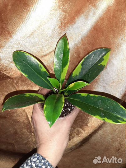 Фикусы, Фагрея вариегата, Аглайя, метросидерос