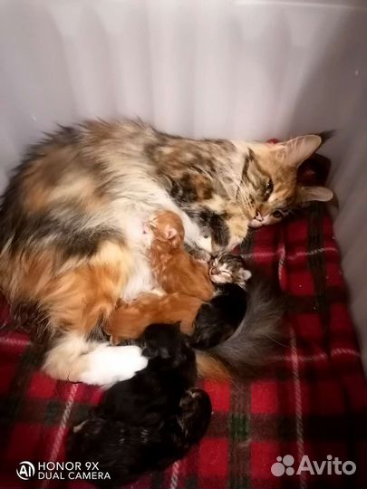 Котята Мейн-кун