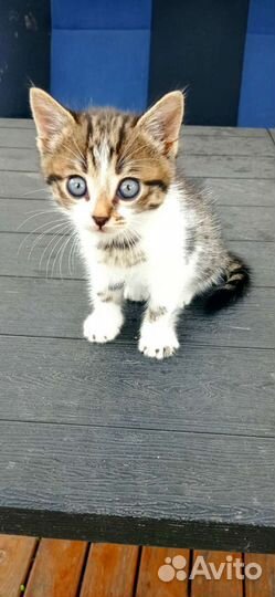 Котенок трехцветный в дар, кошка