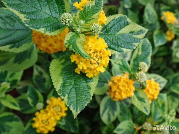 Комнатные цветы Лантана, Фуксия Thalia