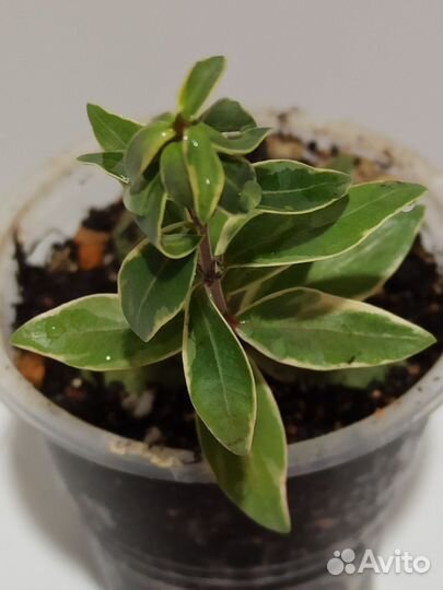 Мирт, мурайя,карисса