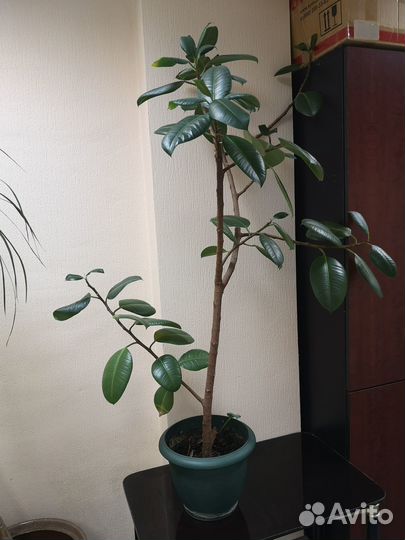 Комнатные цветы