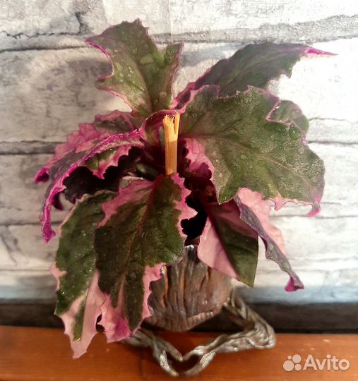 Гинура вариегатная