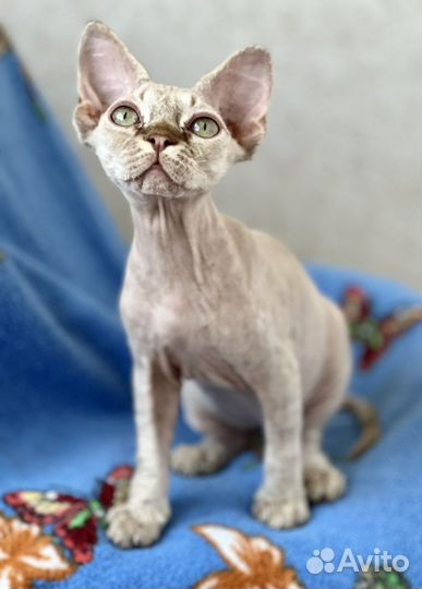 Девон-рекс котик и кошечка