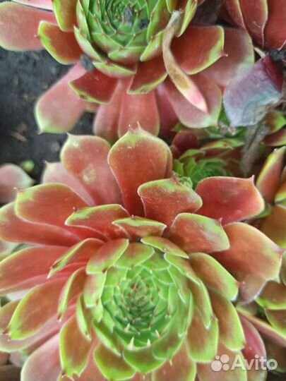 Наборы сортовых молодило