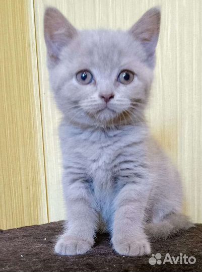 Британские котята