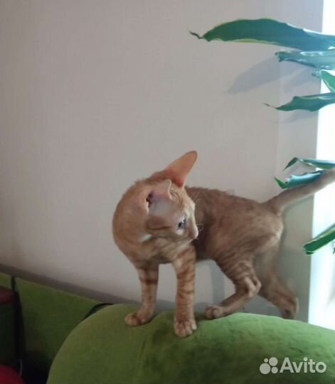 Корниш-рекс