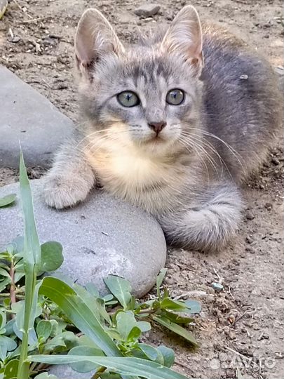 Котенок девочка, два месяца