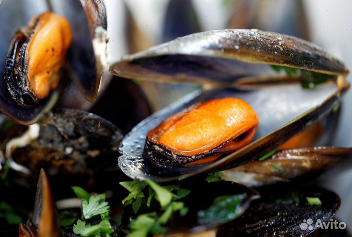 Мидии премиум качество