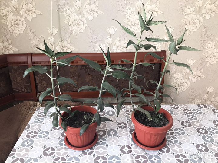 Каланхоэ лечебное