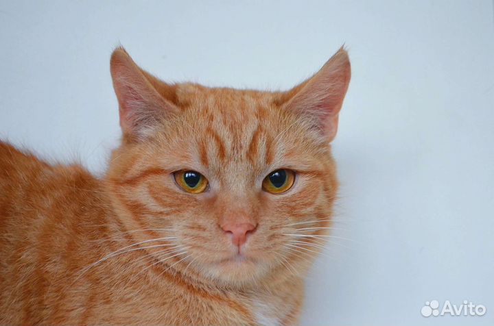 Котики бесплатно в добрые руки