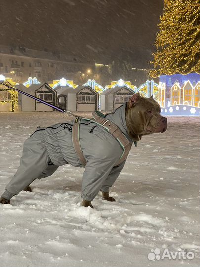 Комбинезон на среднюю и крупную собаку