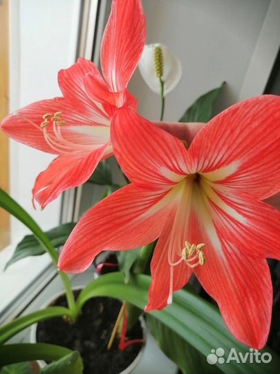 Гиппиаструм