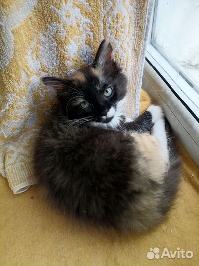 Кошечка в добрые руки