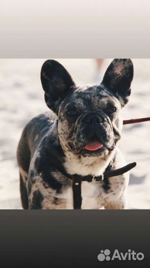 Голубые и мерле щенки французского бульдога