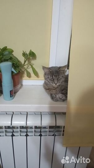 Отдам бесплатно