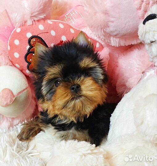 Йоркширский терьер Мини Принцесса