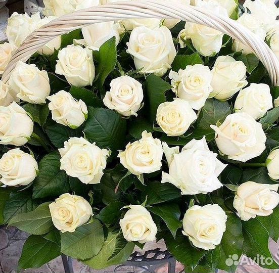 Высокие розы 150 160 170 180 190см доставка Москва