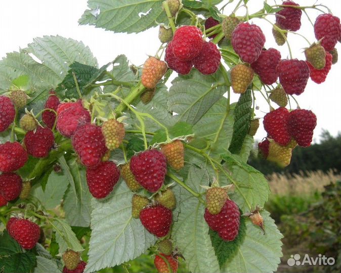 Саженцы ремонтантной малины Бриллиантовая