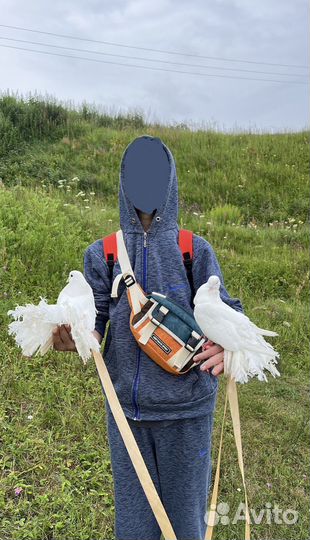 Голуби Королевские Павлины