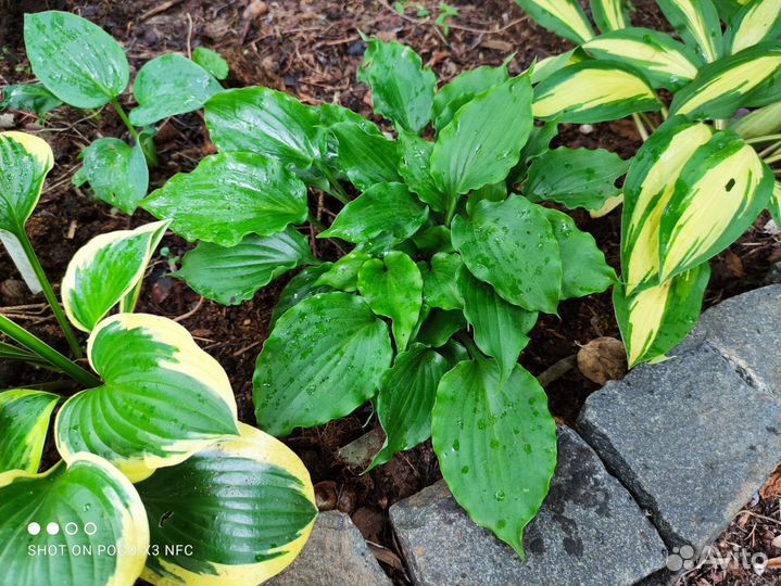 Хоста 25 сортов