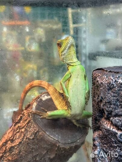 Передержка рептилий