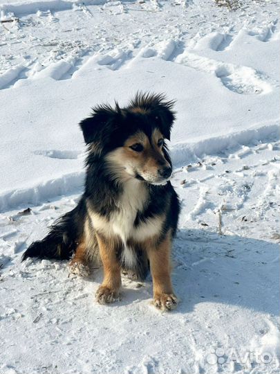Коротколапые молодые собачки, 10 мес