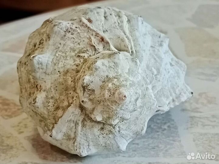 Ракушка морская