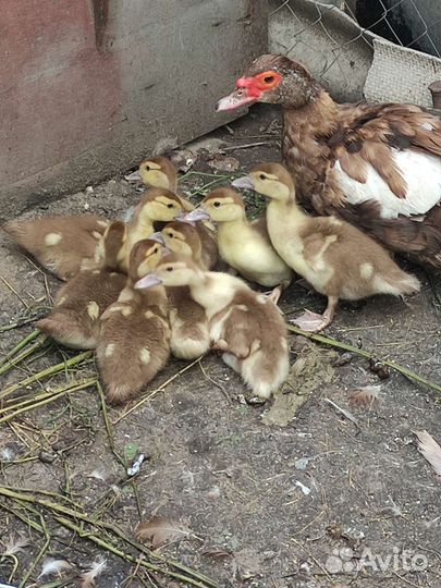 Мускусные утята Красный бык месячные