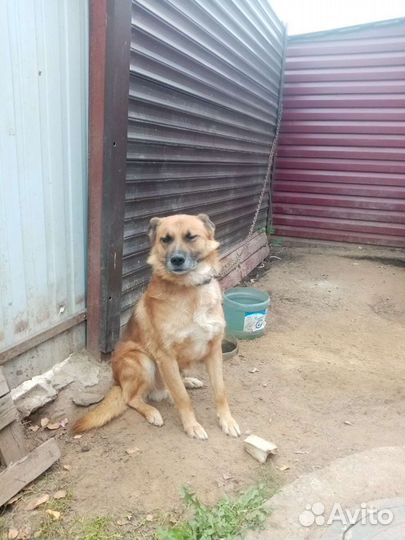 Собака в добрые руки овчарка