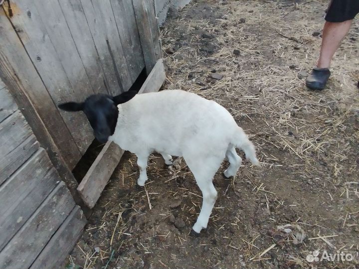 Дорпер F4 (баранчик) и ярочки F1