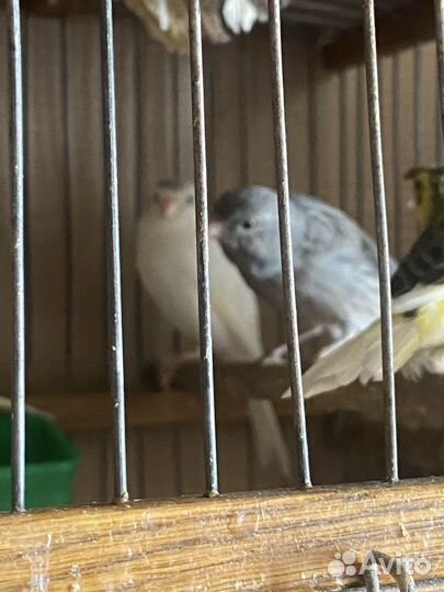 Кенара и канарейки