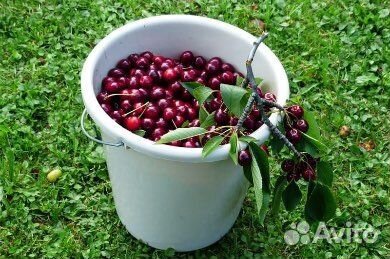 Вишня свежая