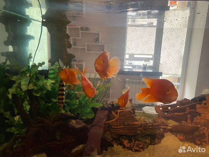 Аквариум и рыбки