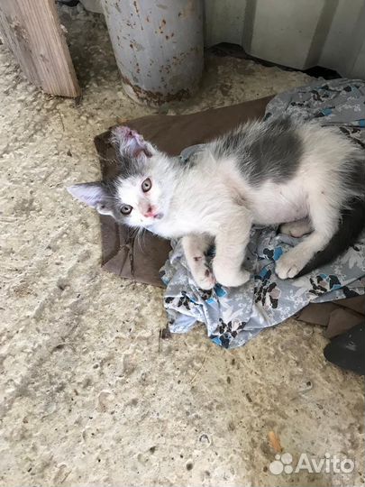 Котенка обварили кипятком нужна помощь и уход