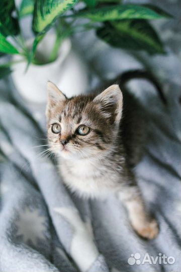 Мальчик 1,5-2 мес в добрые руки