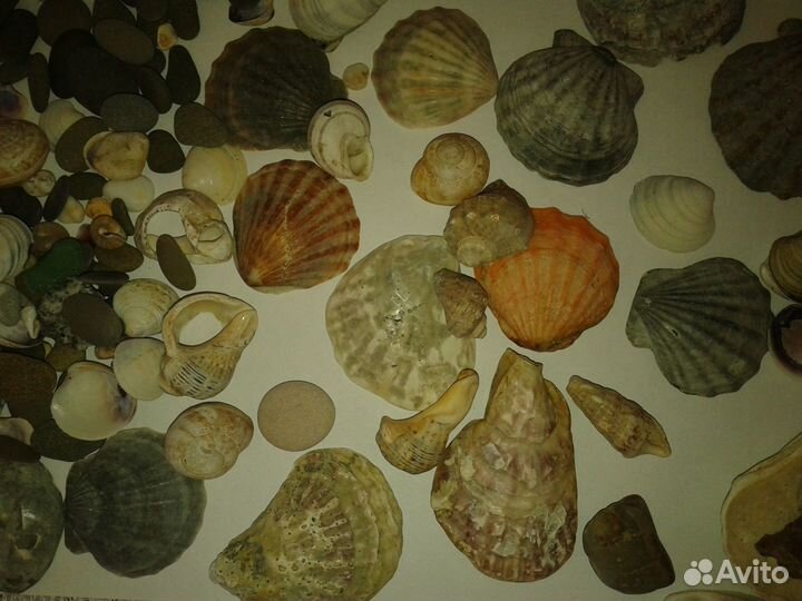 Ракушки и камни морские для аквариума
