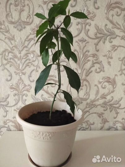 Лавр благородный