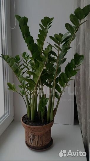 Замиокулькас зензи