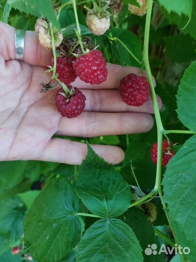 Кусты малины